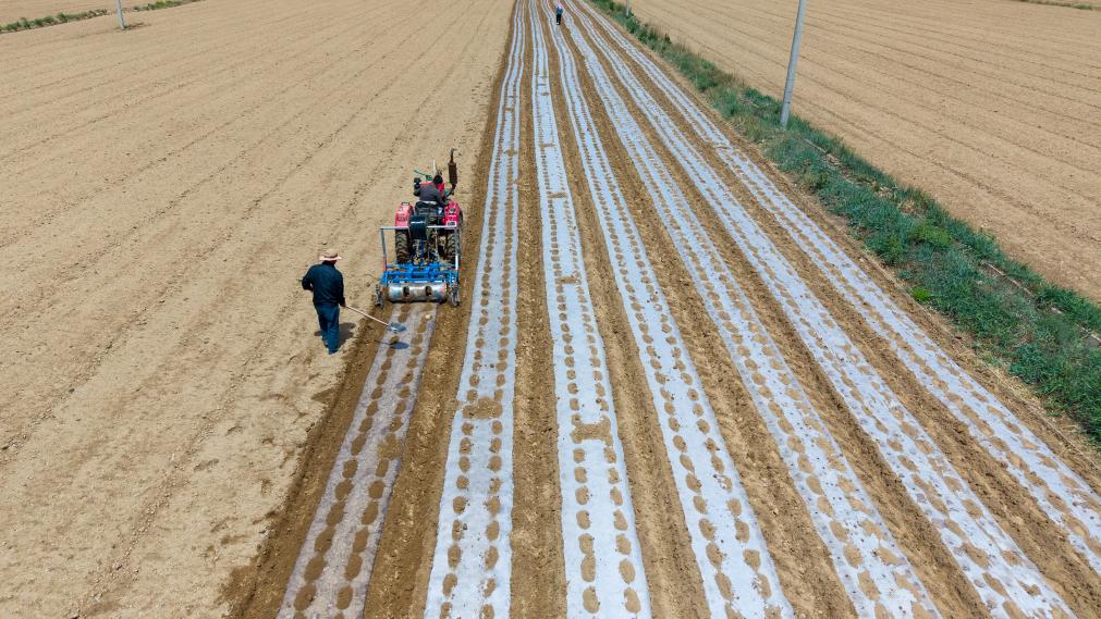 九游体育：蓄足“水动力” 多地抗旱保粮一线观察(图2)