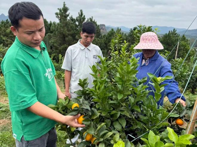 九游app：富林金秋砂糖桔全运会曲棍球赛场特供水果！(图2)