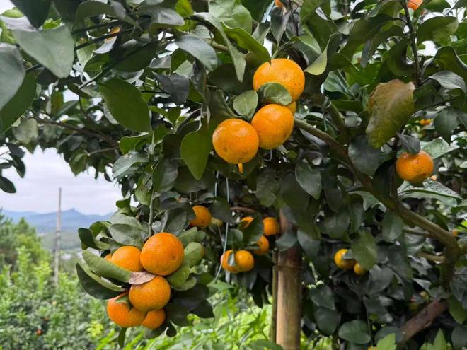 九游app：富林金秋砂糖桔全运会曲棍球赛场特供水果！(图1)