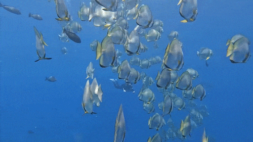 九游官网入口:去粤港澳这篇就够了!最新指南→(图15)