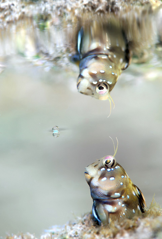 九游app:美呆!2018水下摄影大赛作品展震撼海底画卷(图2)