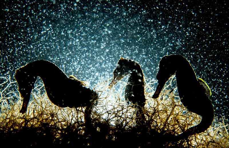 九游app:美呆!2018水下摄影大赛作品展震撼海底画卷(图6)