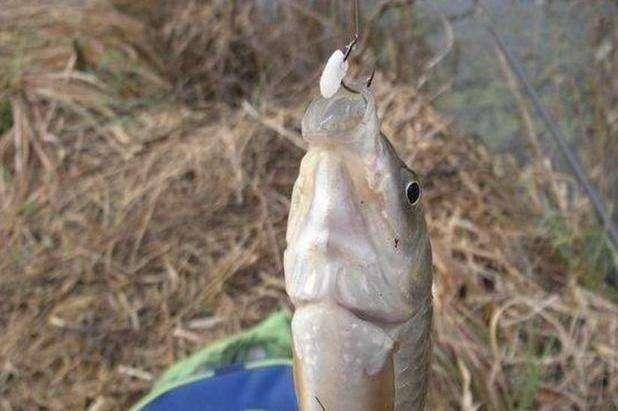 九游体育：剩米饭钓鱼老是钓不到、钓不好这几个细节没做到当然效果不行(图1)