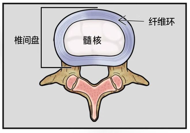 家里“毛孩子”脖子僵硬?后肢行走不利?小心是椎间盘在求救!(图2)