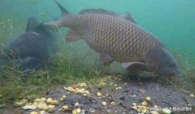 水下饵料测评靠谱么？镜头下鱼疯狂抢食为什么你用却空军？(图3)
