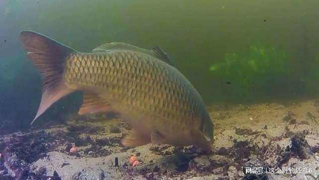 水下饵料测评靠谱么？镜头下鱼疯狂抢食为什么你用却空军？(图1)