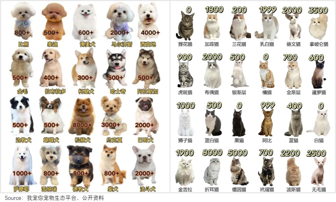 买猫500、治病5000年轻人抛弃宠物医院(图3)